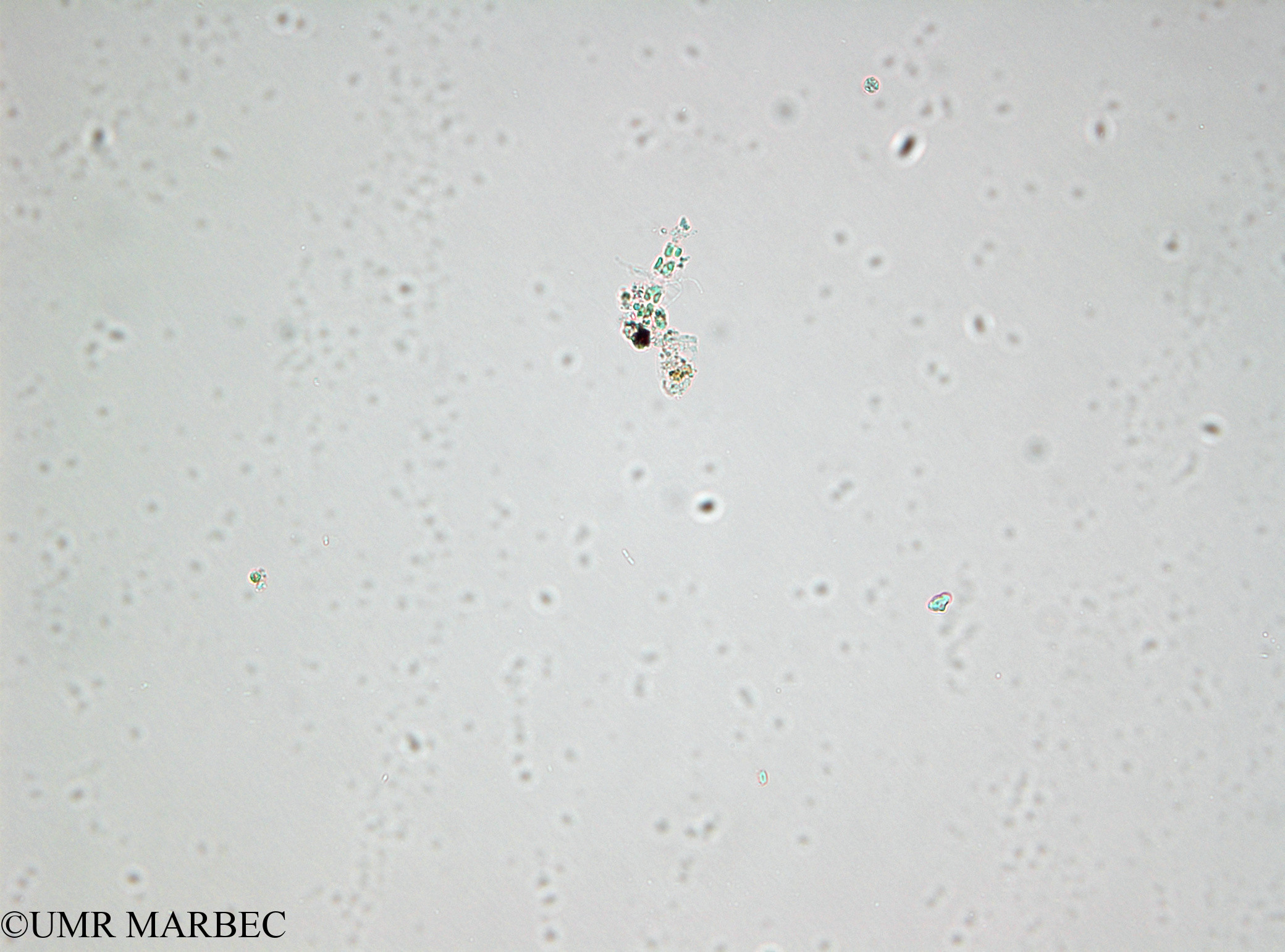 phyto/Bizerte/bizerte_lagoon/RISCO April 2014/Bacteriastrum sp4 (- 140730_003).TIF(copy).jpg